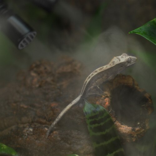 HabiStat Humidifier tube with Crested Gecko